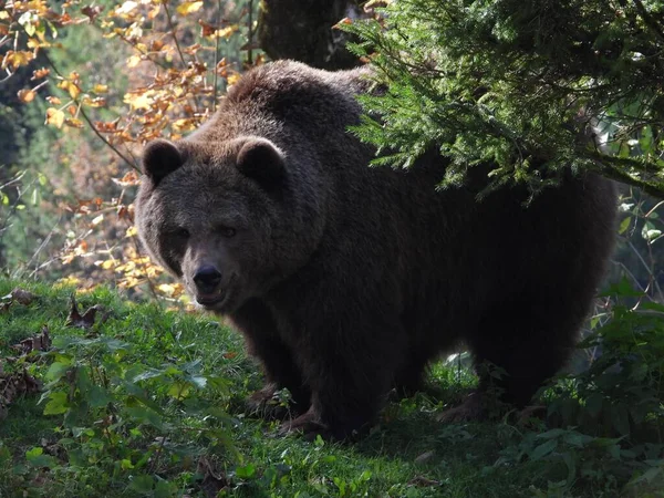 Närbild Grizzlybjörn Med Öppen Mun Stående Park — Stockfoto