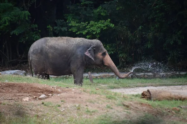 Одинокий Индийский Слон Естественной Среде Обитания — стоковое фото