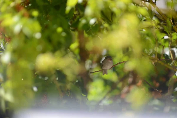 Mały Ptak Usiadł Gałęzi Słoneczną Pogodę — Zdjęcie stockowe
