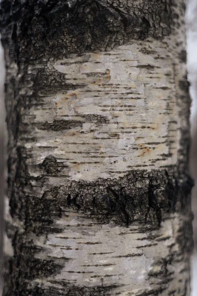 Detailní Záběr Kůru Březového Stromu — Stock fotografie