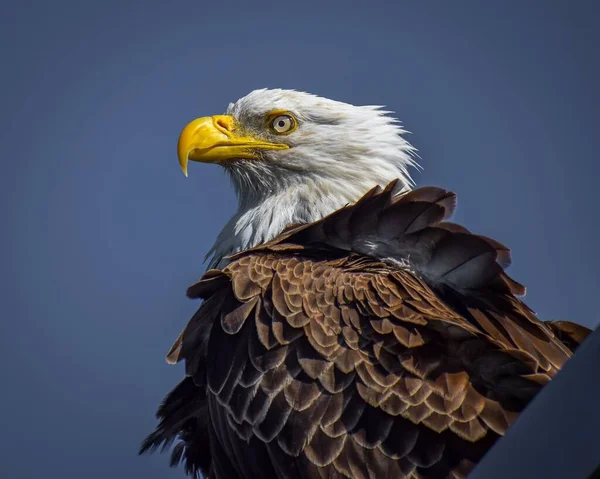 Closeup Shot Bald Eagle Detail Blue Sky Background — Stock Photo, Image