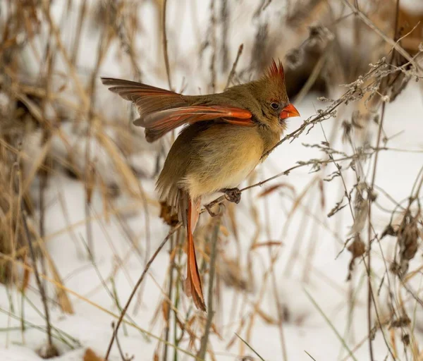 红衣主教红衣主教红衣主教的特写 在结冰的植被中张开它的翅膀 — 图库照片