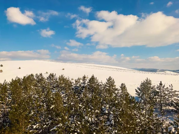 Sonsuza Dek Yeşil Ormanlı Bir Kış Manzarası — Stok fotoğraf