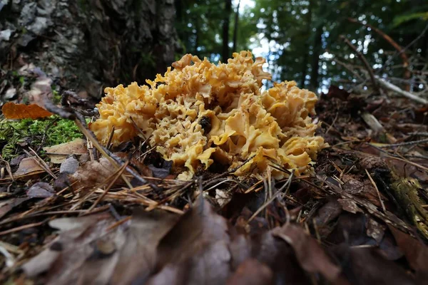 背景がぼやけている木で森の中で栽培されているスパラシスクリッパ食用真菌 — ストック写真