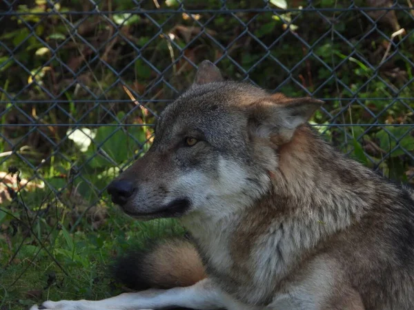 一只灰狼躺在绿草上的特写 背景上有铁丝网网篱笆 — 图库照片