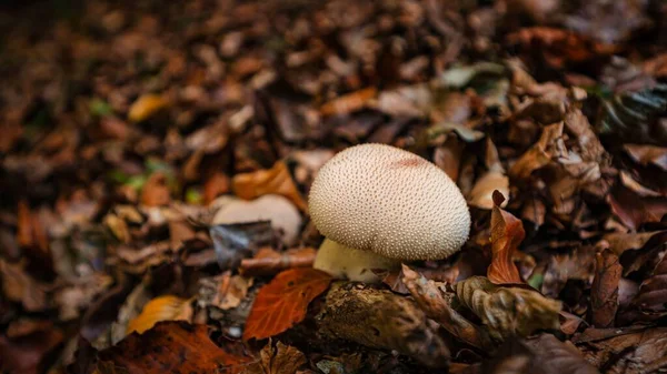 사이에서 자라는 일반적 퍼프볼 버섯의 — 스톡 사진