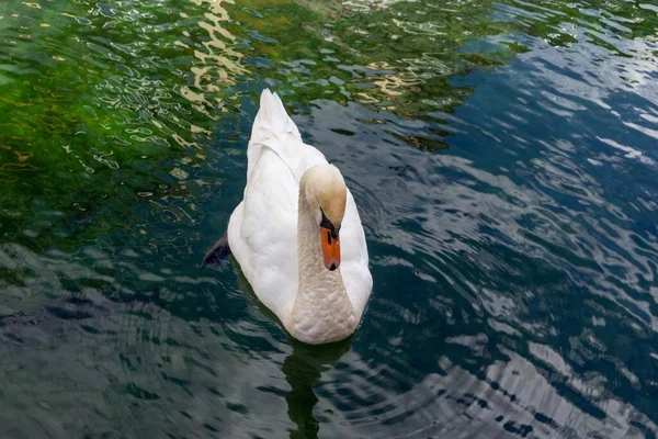 一只天鹅在池塘里游泳 — 图库照片