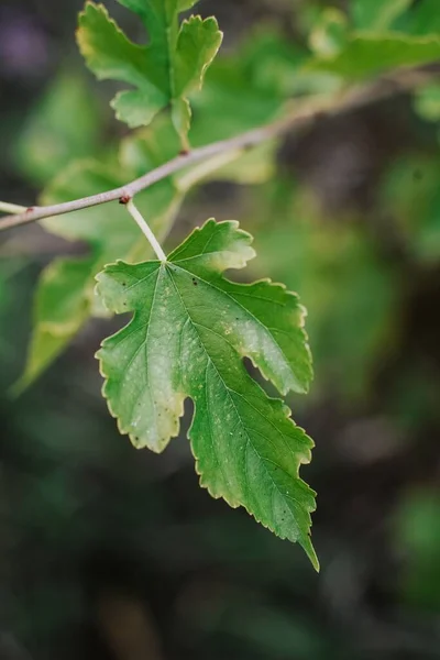 Eine Nahaufnahme Von Baumblättern — Stockfoto
