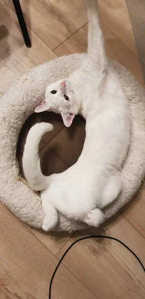 Περίεργη Λευκή Γατούλα Χάο Μάνι Γάτα Ετεροχρωμία — Φωτογραφία Αρχείου