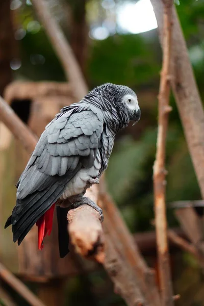 Egy Függőleges Közelkép Egy Szürke Papagájról Ami Egy Fán Üldögél — Stock Fotó