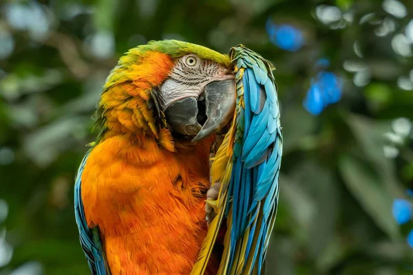 Closeup Colorful Macaw Parrot Hiding Its Head Its Wing Blurred — Stock Photo, Image