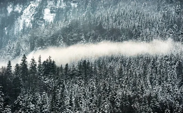 Luftaufnahme Eines Berghangs Mit Einem Schneebedeckten Kiefernwald Einem Nebligen Tag — Stockfoto