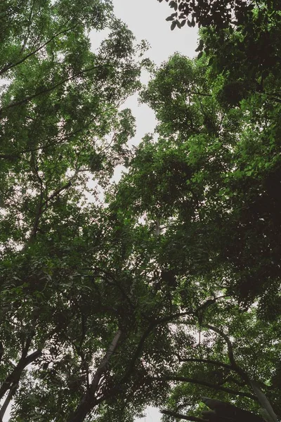 Прекрасный Вид Листья Деревьев Небе — стоковое фото