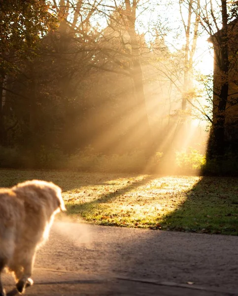 Vertical Shot Golden Retriever Dog Walking Sun Cold Day — Stock Photo, Image