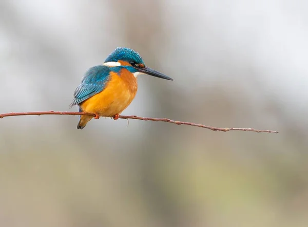 Közeli Kép Egy Aranyos Közös Kingfisher Ült Egy Száraz Egy — Stock Fotó