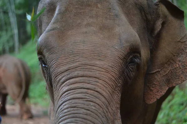 Крупный План Большого Слона Смотрящего Камеру — стоковое фото