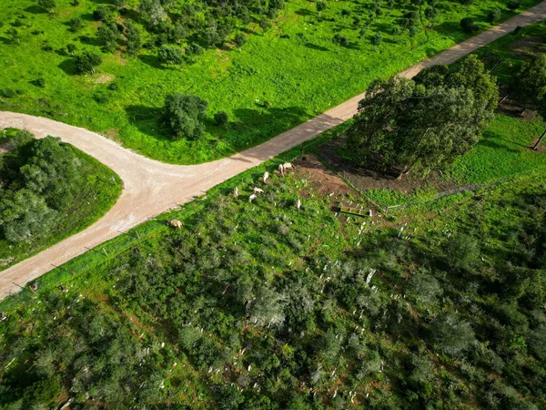 Вид Воздуха Дороги Зеленых Полях Португалия — стоковое фото