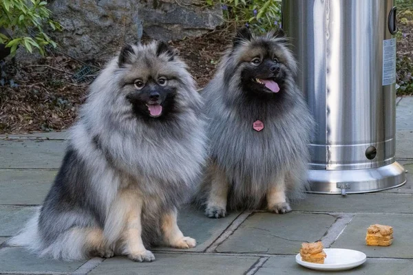 Egy Közeli Felvétel Két Keeshond Kutyáról Amint Földön Ülnek — Stock Fotó