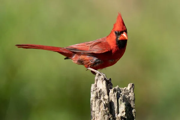 Eine Nahaufnahme Eines Nördlichen Kardinals Cardinalis Cardinalis Auf Einem Holz — Stockfoto