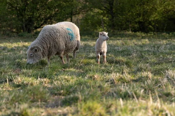 Gros Plan Moutons Agneaux Broutant Dans Champ Agricole Sous Lumière — Photo