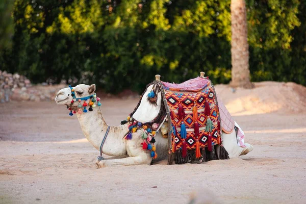Верблюд Camelus Седлом Лежащим Песке Деревьями Размытом Фоне — стоковое фото