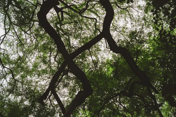 Прекрасный Вид Свежие Зеленые Листья Ветвях Леса Время Восхода Солнца — стоковое фото