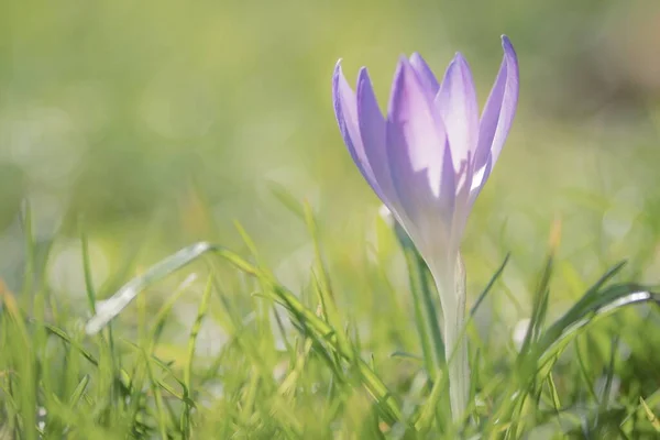 Крупный План Фиолетового Раннего Цветка Крокуса Цветущего Поле — стоковое фото