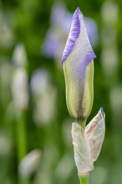 Colpo Verticale Una Pianta Fiore Iris — Foto Stock