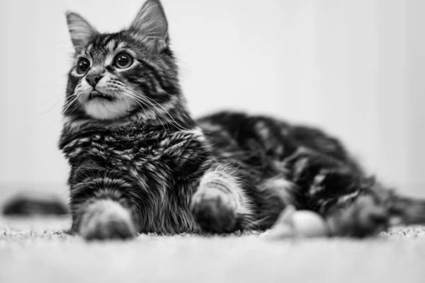 Монохромный Крупный План Милой Кошки Лежащей Ковре — стоковое фото