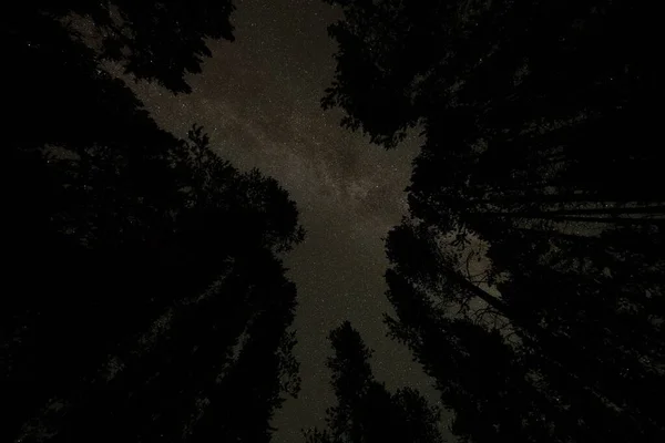 Una Silueta Bajo Ángulo Los Árboles Contra Cielo Estrellado Nigth — Foto de Stock