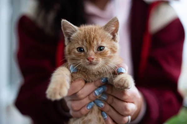 Küçük Sevimli Bir Kedi Yavrusunu Tutan Ellerin Yakın Çekimi — Stok fotoğraf