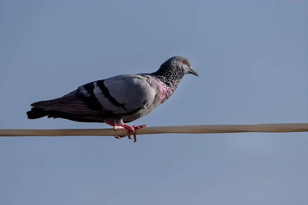 家鸽在金属丝上选择的一种野生鸽子 — 图库照片