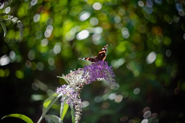 Een Close Shot Van Vlinder Paarse Bloem — Stockfoto