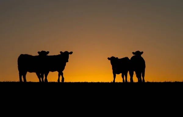 Una Silueta Vacas Colina Atardecer — Foto de Stock