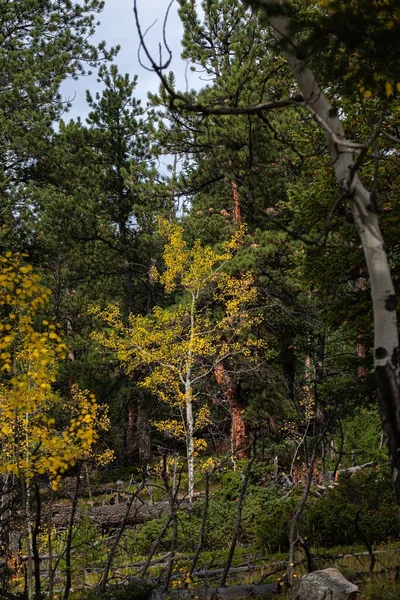 Вертикальні Кадри Жовтих Осикових Дерев Оточених Сосновими Деревами Скелястих Горах — стокове фото