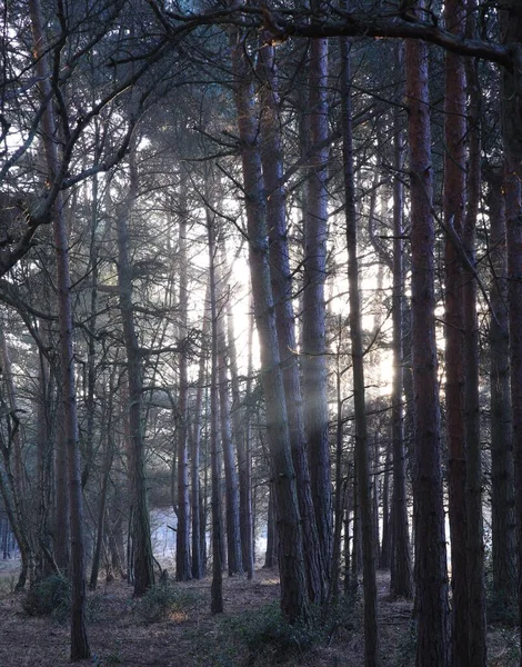 Birmingham Ngiltere Deki Sutton Parkındaki Uzun Ağaçların Dikey Görüntüsü — Stok fotoğraf