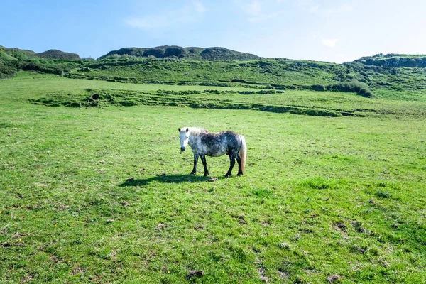Lonely Horse Green Field County Antrim Northern Ireland — Stock Photo, Image