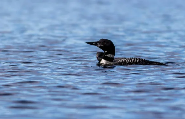 Common Loon Great Northern Diver Gavia Immer — Stock Photo, Image