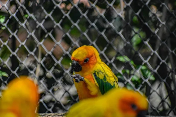 Милі Папуги Комарів Сонця Aratinga Solstitialis Відпочивають Клітці Металевими Смугами — стокове фото