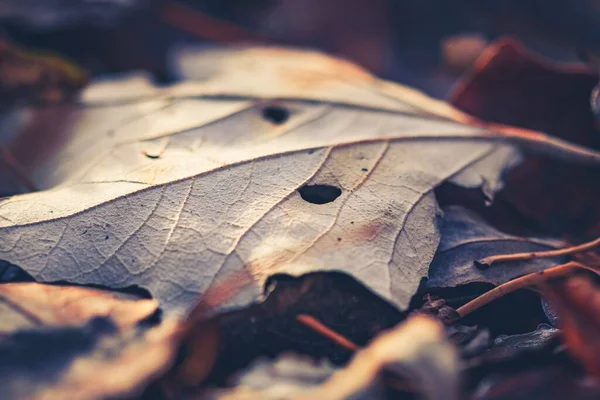 Селективный Вид Осеннего Листа Осеннюю Листву — стоковое фото
