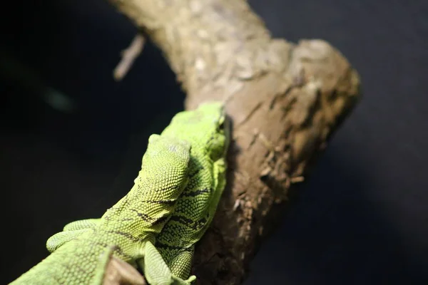 一只绿色的蜥蜴栖息在动物园笼子里模糊的背景上的树枝上 — 图库照片