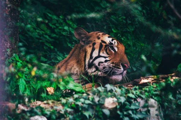 Gros Plan Tête Tigre Panthera Tigris Dans Une Forêt — Photo
