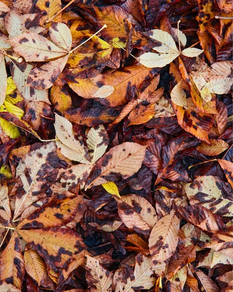 Beautiful Orange Leaves Background — Stock Photo, Image