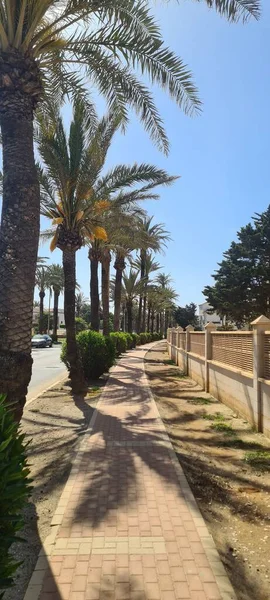 stock image A vertical panoramic shot of a sidewalk on the side of a highway with palm trees beside it on a sunny day