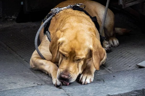 Closeup Cão Bonito Labrador Retriever Chão Deitado — Fotografia de Stock