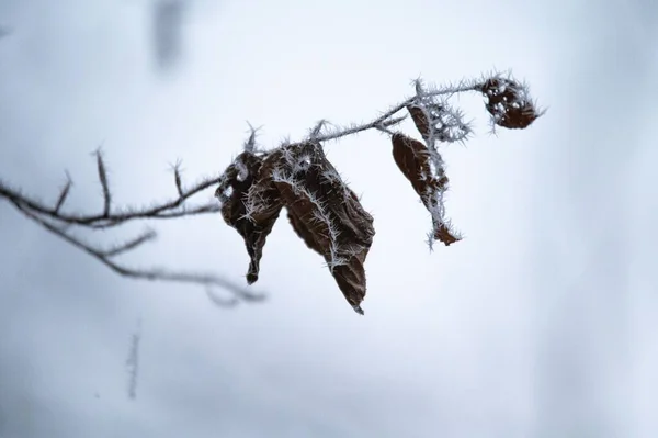Płytkie Ogniskowe Ujęcie Lodowego Mrozu Suszonych Liściach Drzewa Podczas Zimy — Zdjęcie stockowe