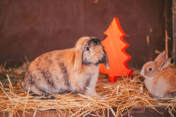 Милые Кролики Соломе Маленькая Рождественская Елка — стоковое фото