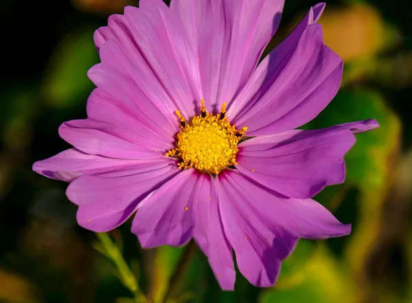 Selective Focus Purple Zinnia Flower — Stock Photo, Image