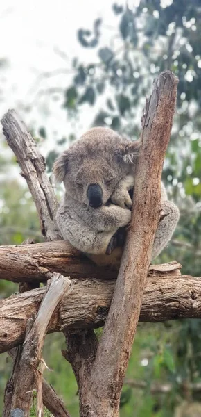 Gros Plan Vertical Bébé Koala Dormant Sur Une Branche Arbre — Photo