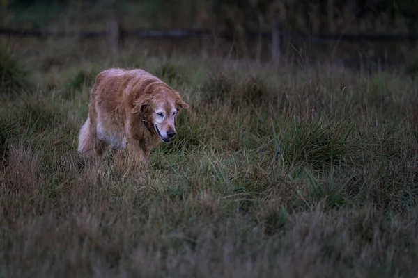Bahçede Yürüyen Altın Bir Köpeğin Güzel Bir Manzarası — Stok fotoğraf